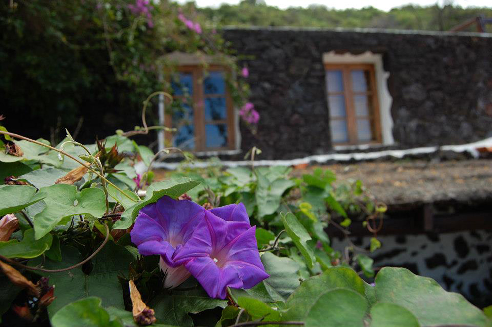 casita flores.jpg