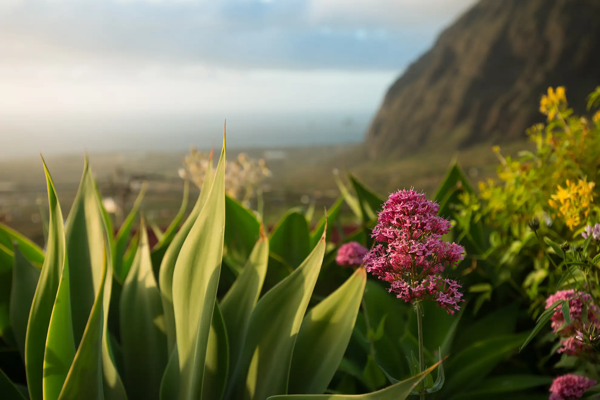 elsitio elhierro38.webp