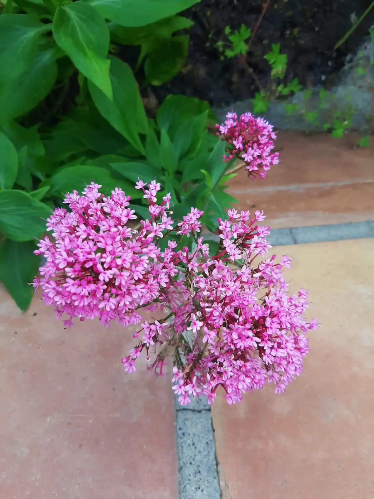 flores