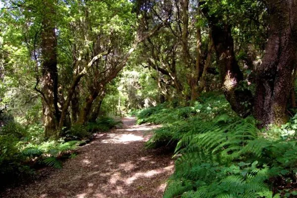elSitioElHierro04